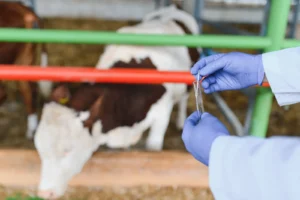 How GCLI is Reforming Pakistan’s Livestock Sector