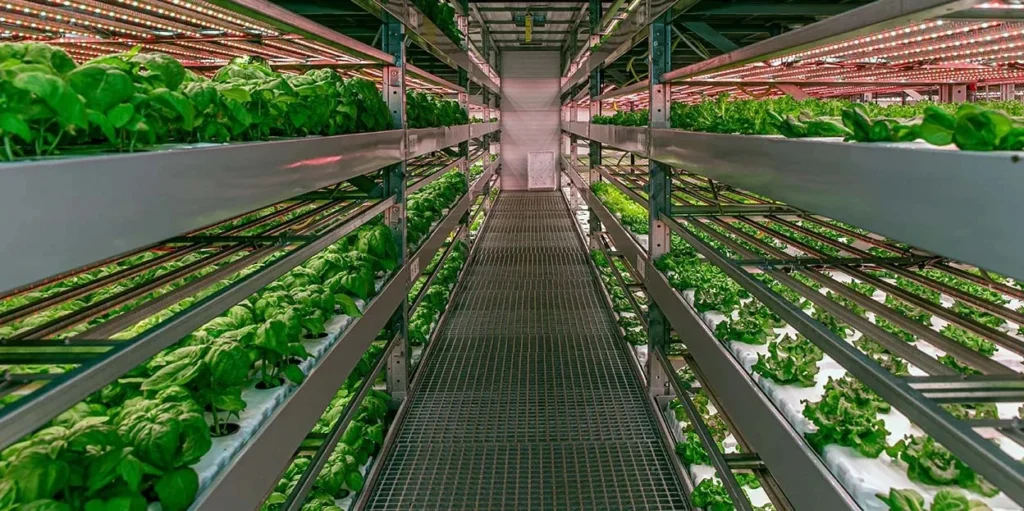 How Vertical Farming Can Address Pakistan's Agricultural Challenges