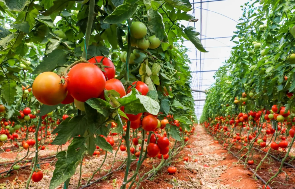 How Vertical Farming Can Address Pakistan's Agricultural Challenges