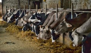 Genetic Innovations in Pakistan's Livestock