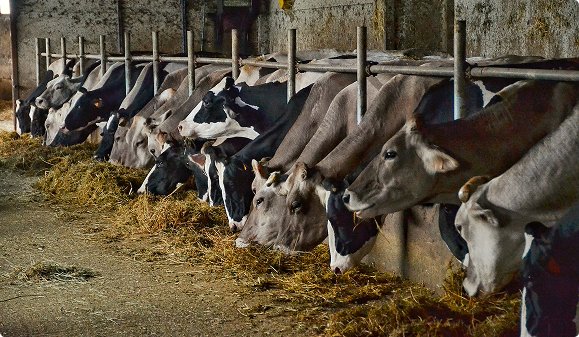 Genetic Innovations in Pakistan's Livestock