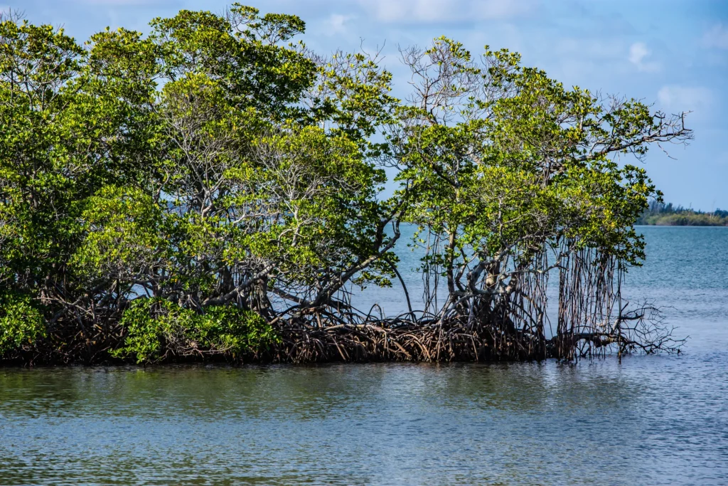 Mangrove Forests Are Securing Pakistan’s Blue Economy 