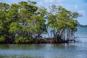 Mangrove Forests Are Securing Pakistan’s Blue Economy 